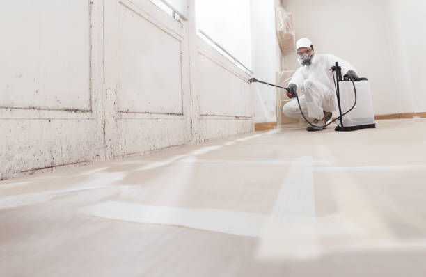 24/7 Emergency Attic Mold Remediation experts in Grass Lake, MI