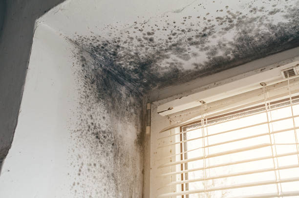Affordable Attic Mold Remediation solutions in Grass Lake, MI